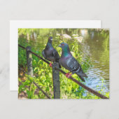 Twee duiven. Roath Park Lake, Cardiff, Wales (Voorkant / Achterkant)