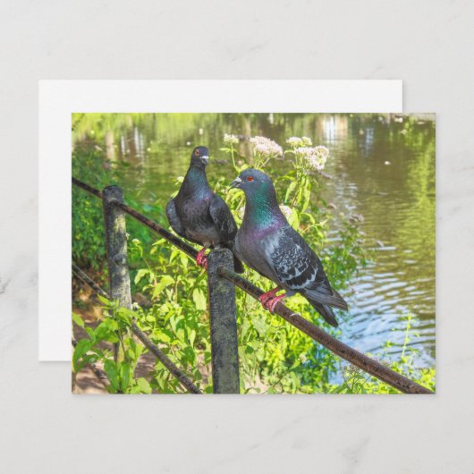 Twee duiven. Roath Park Lake, Cardiff, Wales (Voorkant / Achterkant)