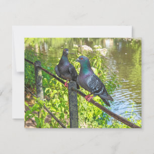 Twee duiven. Roath Park Lake, Cardiff, Wales