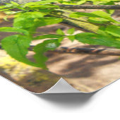 Twee duiven. Roath Park Lake, Cardiff, Wales Poster (Hoek)