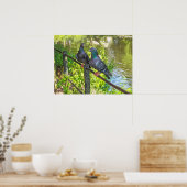 Twee duiven. Roath Park Lake, Cardiff, Wales Poster (Keuken)