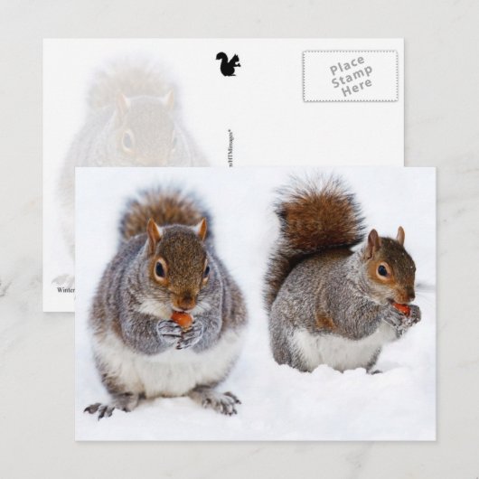 Twee eekhoornvaten beige etende noten briefkaart (Voorkant / Achterkant)