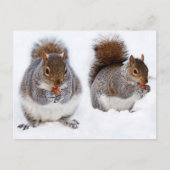 Twee eekhoornvaten beige etende noten briefkaart (Voorkant)