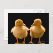 Twee eenden die elkaar bekijken briefkaart (Voorkant / Achterkant)