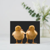 Twee eenden die elkaar bekijken briefkaart (Staand voorkant)