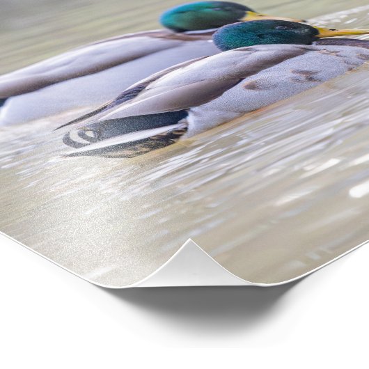 Twee eenden foto afdruk (Hoek)