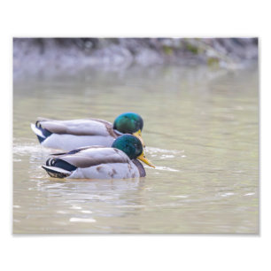 Twee eenden foto afdruk