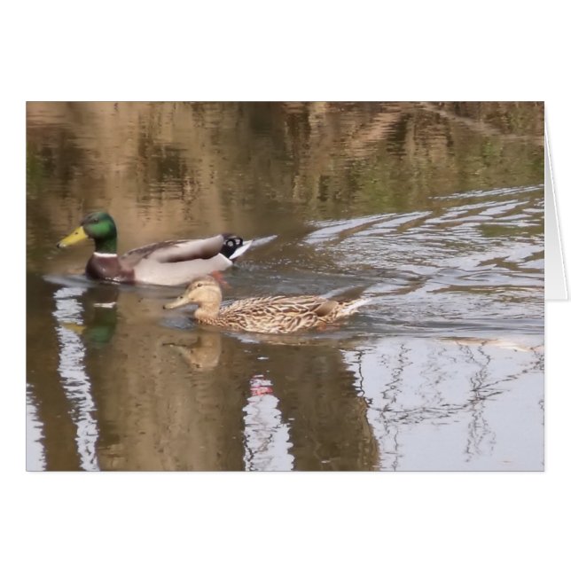 Twee eenden op een rivier. (Voorkant Horizontaal)