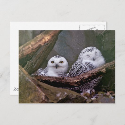 Twee Eigenaars Briefkaart (Voorkant / Achterkant)