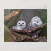 Twee Eigenaars Briefkaart (Voorkant)