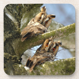 Twee Eigenaars in Bossen, vogels, wilde dieren Bev Bier Onderzetter