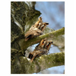 Twee Eigenaars in Bossen, vogels, wildlife Cutout Fotobeeldje Ornament<br><div class="desc">Eigenaren zijn vogels van de orde Strigiformes,  die ongeveer 200 soorten voornamelijk eenzame en nachtelijke roofvogels omvat die rechtop getypeerd zijn,  een groot,  breed hoofdgezichtsvermogen,  binoculair zicht,  binaurhoren,  scherpe talonen en veren die aangepast zijn voor stille vlucht. Dit afbeelding is Creative Commons CC-SA "Д си,  в,  о" door Byrdyak.</div>