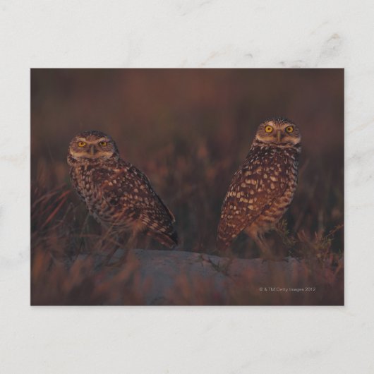 Twee Eigenaars op Zand Briefkaart (Voorkant)