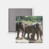 Twee Elephants Magneet (Voorkant / Achterkant)