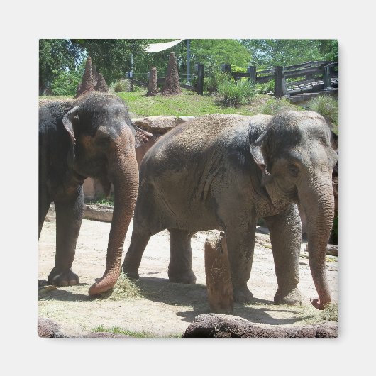 Twee Elephants Magneet (Voorkant)