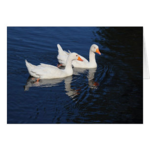 Twee Emden Geese