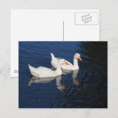 Twee Emden Geese Briefkaart (Voorkant / Achterkant)