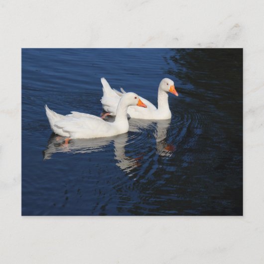 Twee Emden Geese Briefkaart (Voorkant)