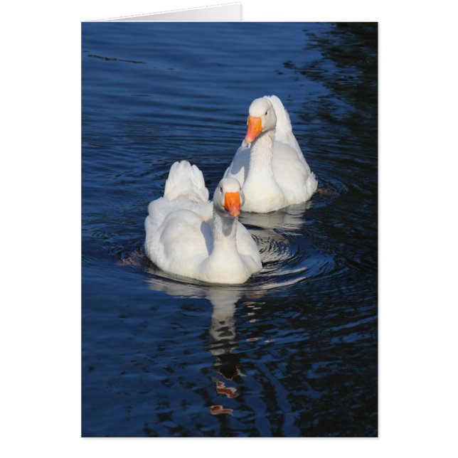 Twee Emden Geese II (Voorkant)