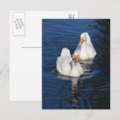 Twee Emden Geese II Briefkaart (Voorkant / Achterkant)