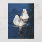 Twee Emden Geese II Briefkaart (Voorkant)