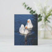 Twee Emden Geese II Briefkaart (Staand voorkant)