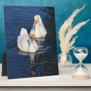 Twee Emden Geese II Fotoplaat