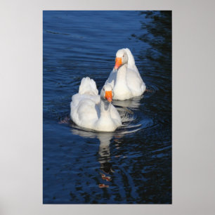 Twee Emden Geese II Poster