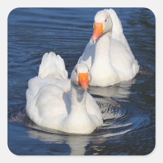 Twee Emden Geese II Vierkante Sticker (Voorkant)