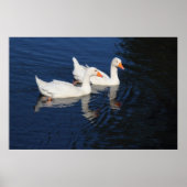 Twee Emden Geese Poster (Voorkant)