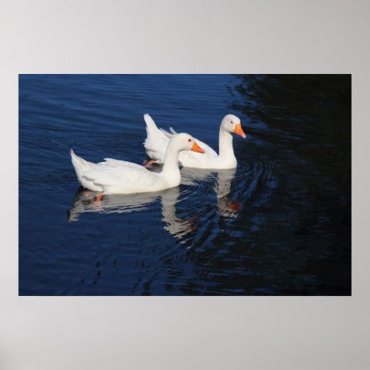 Twee Emden Geese Poster (Voorkant)