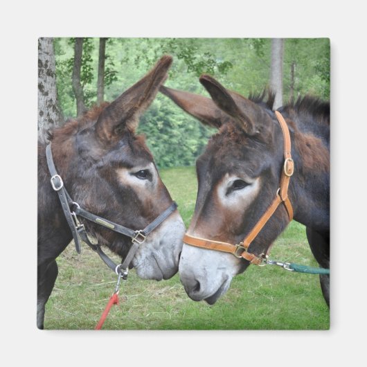 Twee ezels gezegde hallo magneet (Voorkant)