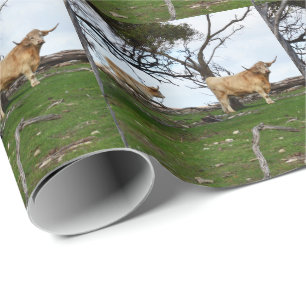 Twee Fawn Highland Koeien in vredige landen, Cadeaupapier