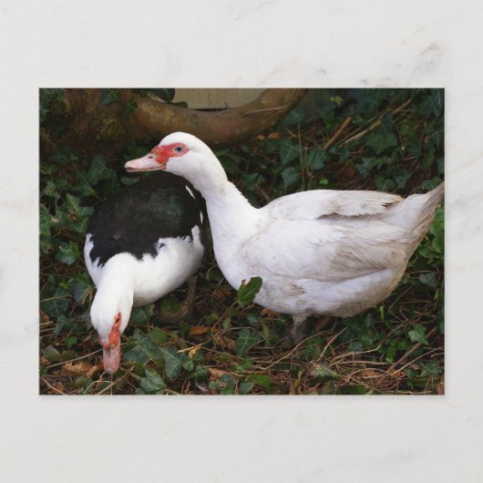 Twee films briefkaart (Voorkant)