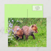 Twee Fox Cubs Briefkaart (Voorkant / Achterkant)