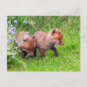 Twee Fox Cubs Briefkaart (Voorkant)