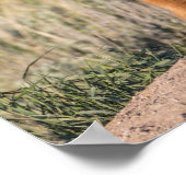 Twee Fox Kits Poster (Hoek)