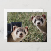 Twee fretten briefkaart (Voorkant / Achterkant)