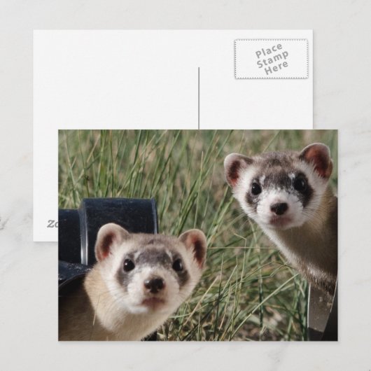 Twee fretten briefkaart (Voorkant / Achterkant)