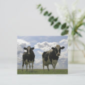 Twee Frieesische koeien Briefkaart (Staand voorkant)