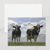 Twee Frieesische koeien Briefkaart (Voorkant / Achterkant)
