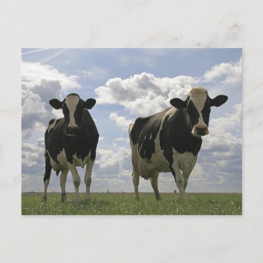 Twee Frieesische koeien Briefkaart (Voorkant)