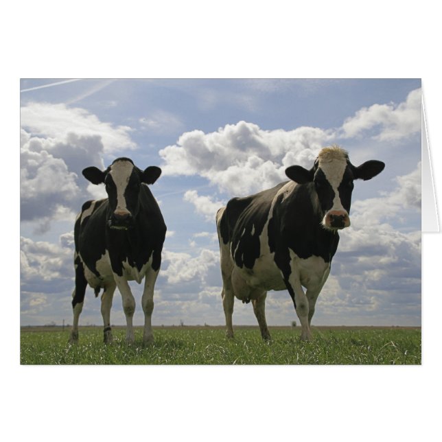 Twee Friesse koeien (Voorkant Horizontaal)