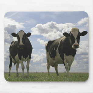 Twee Friesse koeien Muismat