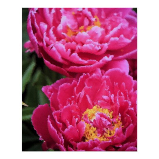 Twee Fuchsia pioen bloeit schilderij Perfect Poster (Voorkant)