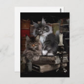 Twee furry Maine Coon kittens Briefkaart (Voorkant / Achterkant)