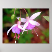 Twee Fuschia Flowers Poster (Voorkant)