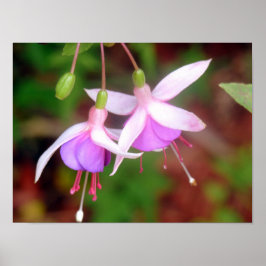 Twee Fuschia Flowers Poster