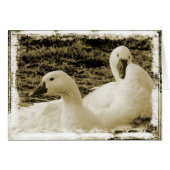 Twee ganzen alle gelegenheid blanco Wenskaart (Voorkant Horizontaal)