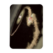 Twee gasreus-exoplaneten die om een jonge ster dra magneet (Verticaal)